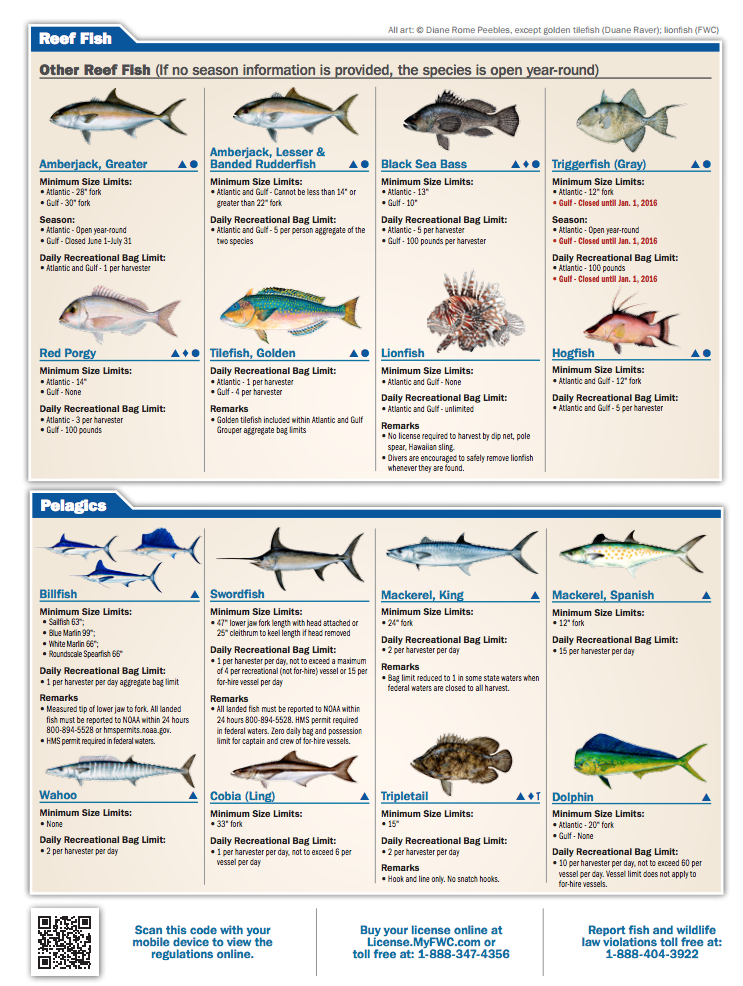 tampa bay fish chart - Tart.tscoreks.org