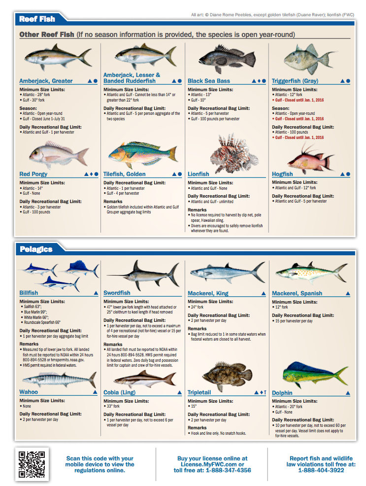 Tampa Bay Fish Chart