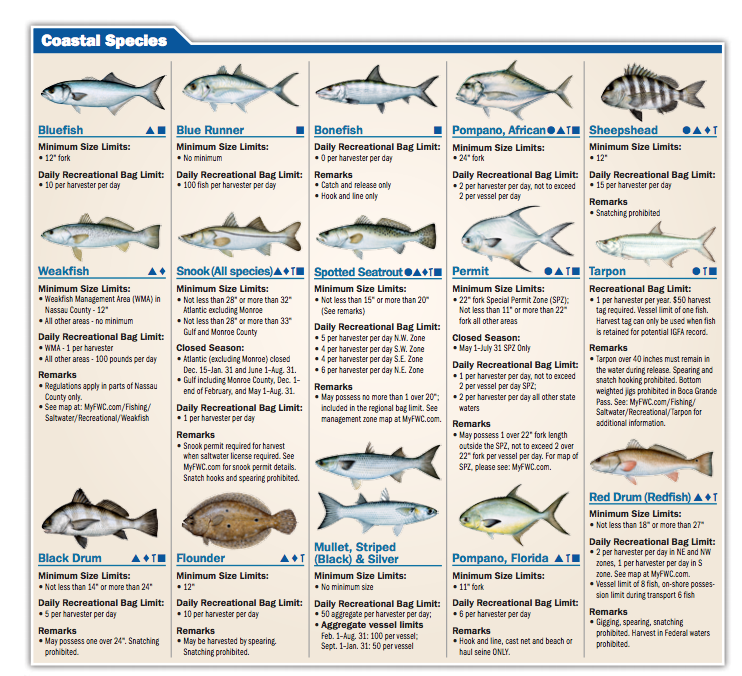 Tampa Bay Fish Chart