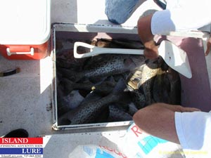 Clearwater Fishing Charters