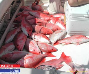 Tampa Deep Sea Fishing Charters
