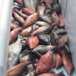 St. Pete Beach Fishing Charters