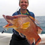 Hogfish - Tampa Bay St. Petersburg Deep Sea Fishing Charters