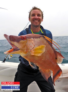 Hogfish - Tampa Bay St. Petersburg Deep Sea Fishing Charters