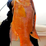 Fishing charters St. pete Florida