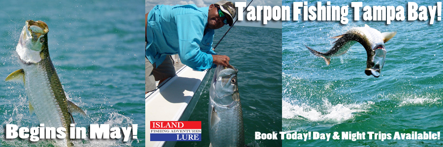 Tarpon Fishing Charters Tampa Bay, FL