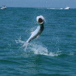 Tarpon Fishing Charters Tampa Bay FL