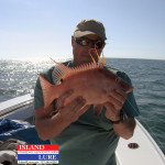 More Spring Hogfish - Island lure Fishing Charters St. Petersburg, FL