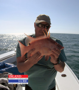 More Spring Hogfish - Island lure Fishing Charters St. Petersburg, FL