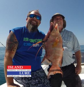 More Spring Hogfish - Island lure Fishing Charters St. Petersburg, FL