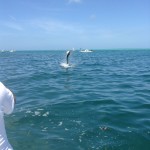 Capt Gene Maxwell Inshore Fishing Guide Tampa, FL St. Petersburg Inshore Fishing Charters