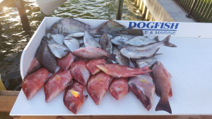 Fishing Charters St Pete Beach, FL 
